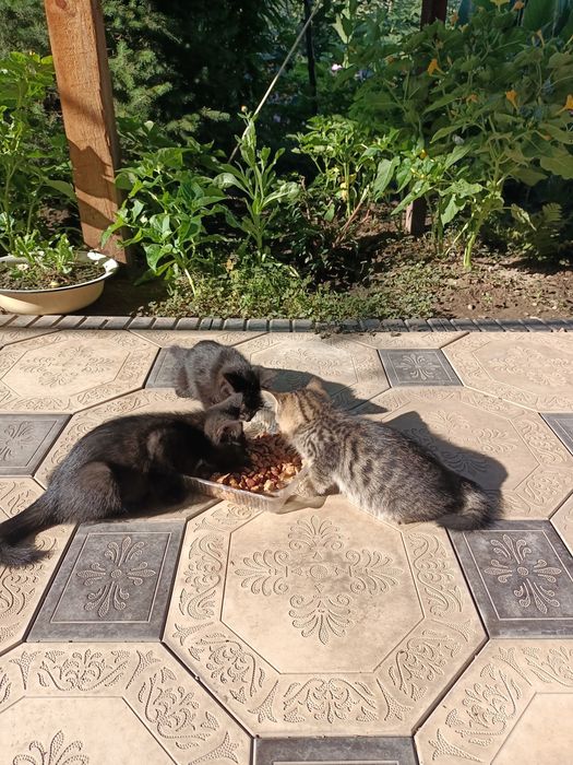 Отдадим котят в добрые руки