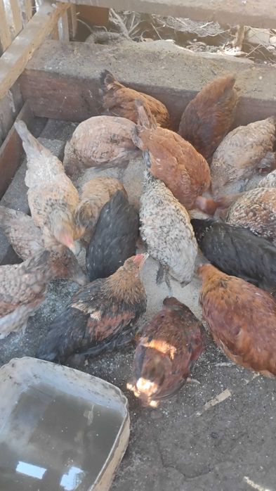 Vând pui crescuți bio