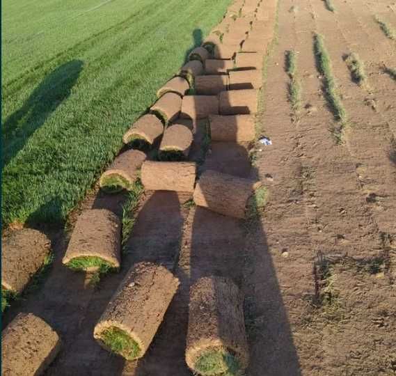 Рулонный газон Город Самарканд