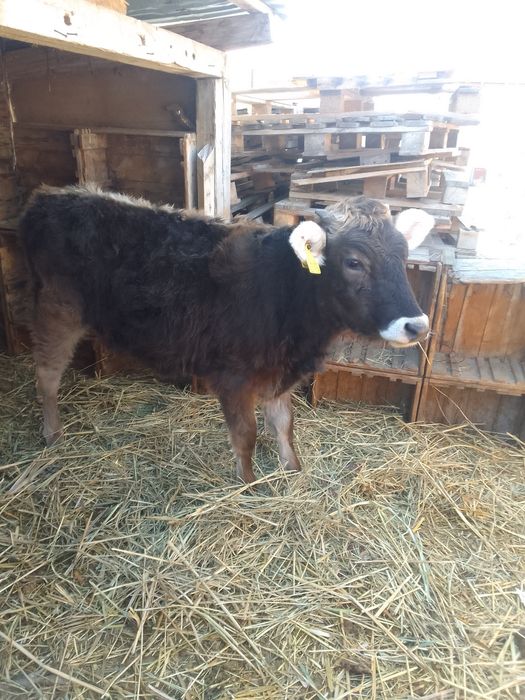 Продам телку хороши