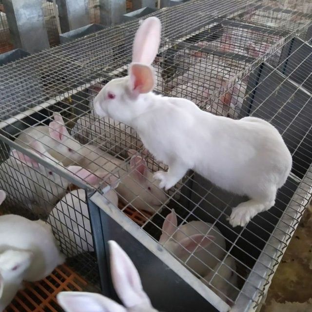 Xikol quyonlar sotiladi