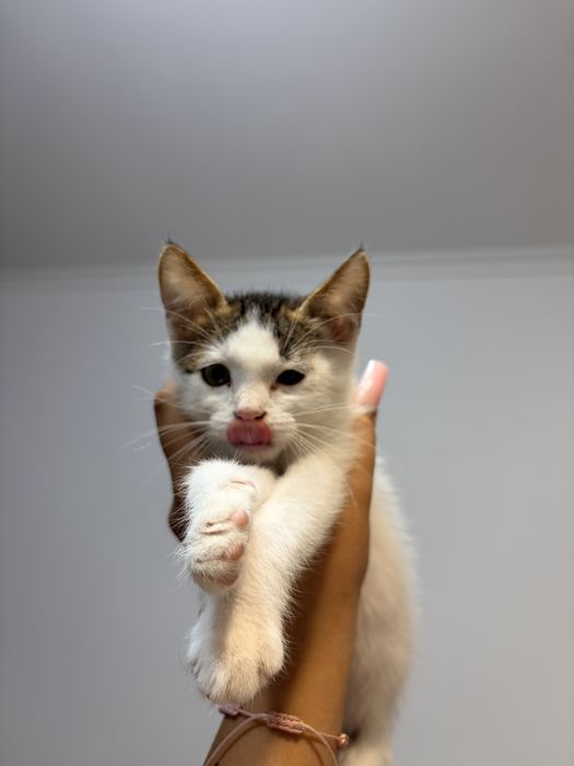 ofer spre adoptie 2 puiuti de pisicuta,o fetita si un baiatel