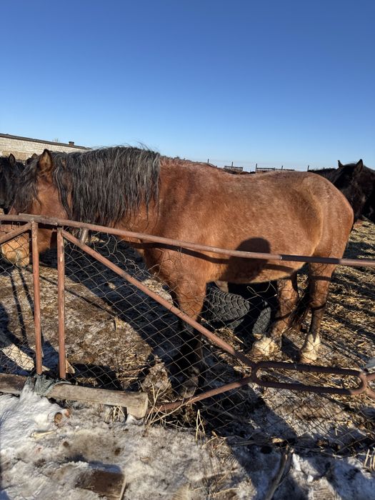 Айгыр 8 лет, крупный
