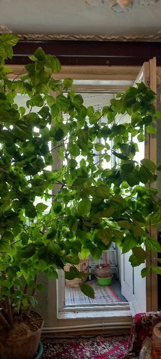 Trandafir japonez foarte mare