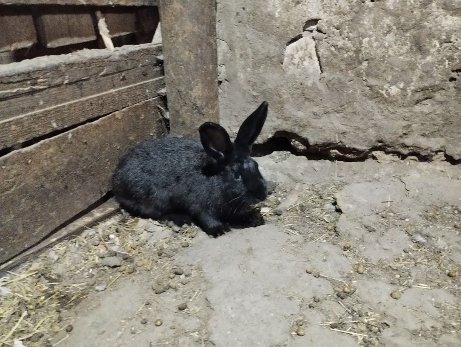 Продам домашний кроликов