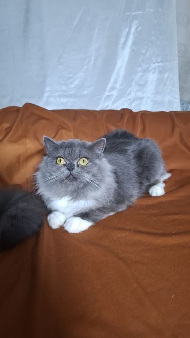 Шотландская голубая