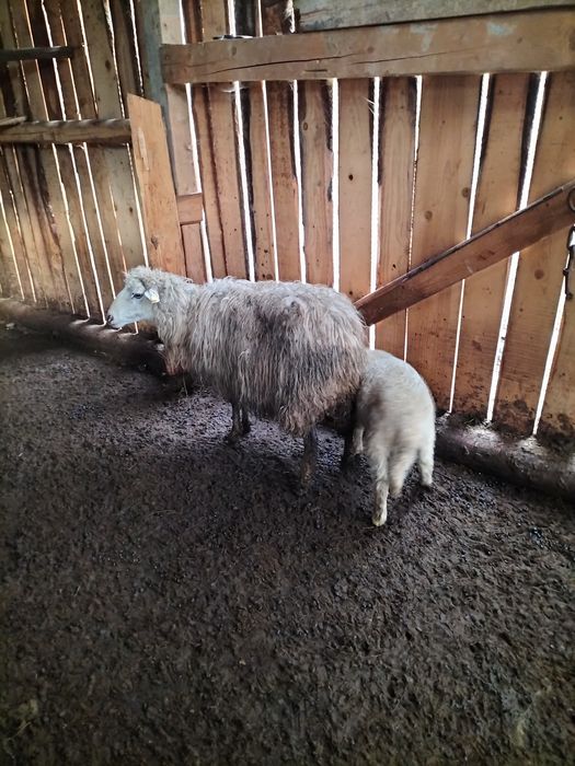 De vânzare oi cu mieii