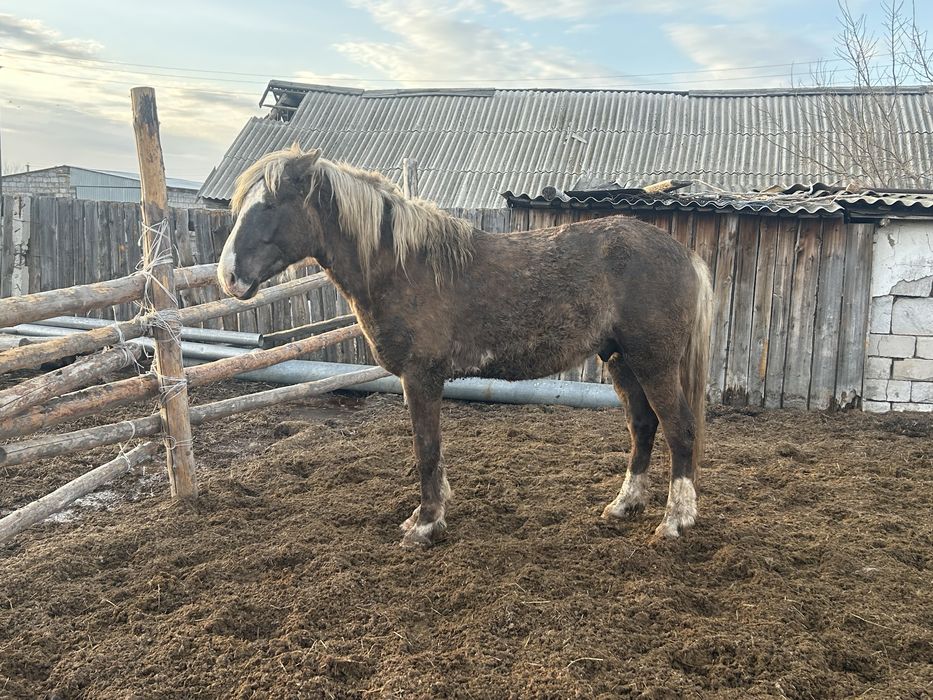 Жеребец , айгыр