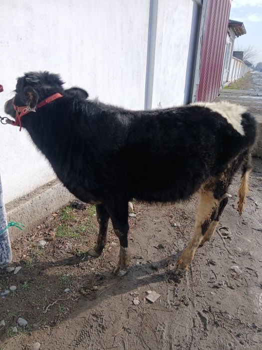 Нукисча сотилади.