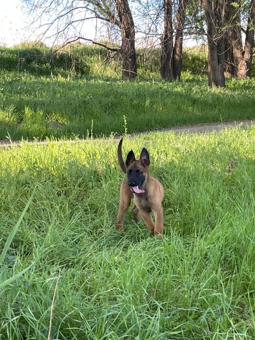 щенки бельгийский овчарка