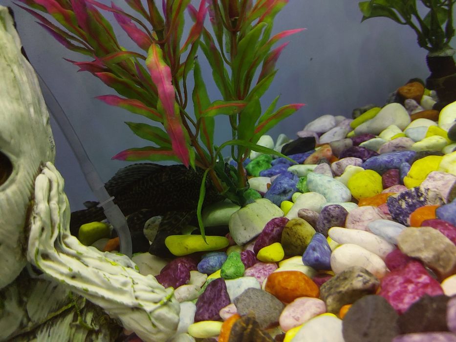 Akvarium ichidagi xamma narsa qoʻshib beriladi baliqlar xam