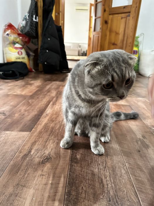 Вязка жениха скоттиш страйт ищем