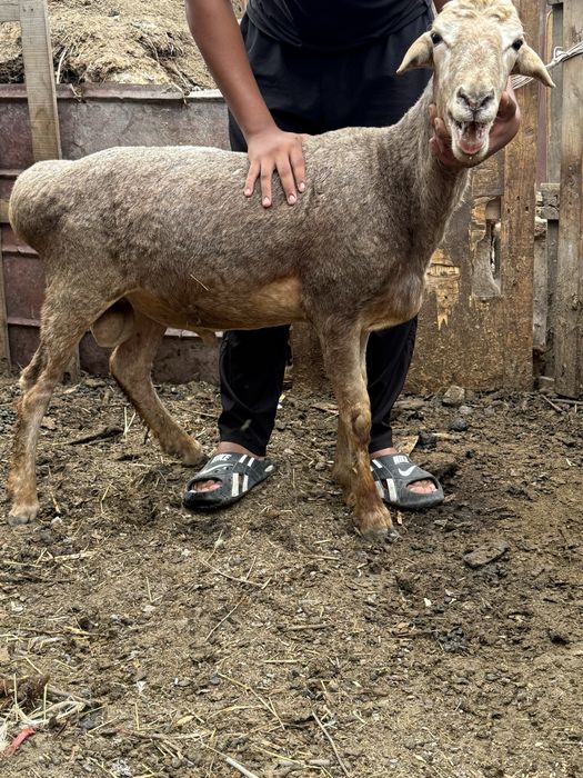 Продам Баранов молодых