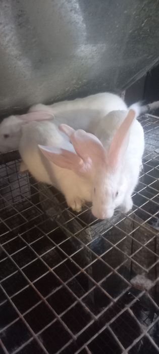 Продаются кролики