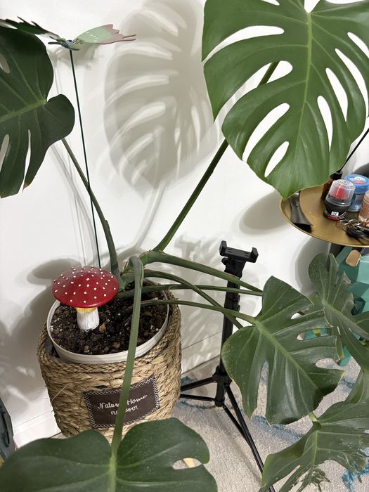 Продам монстеру