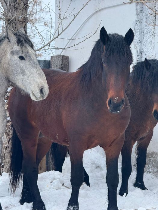 Продам лошадей новаалтайских жеребцов