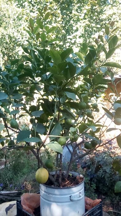 Лимон дерево 6 лет