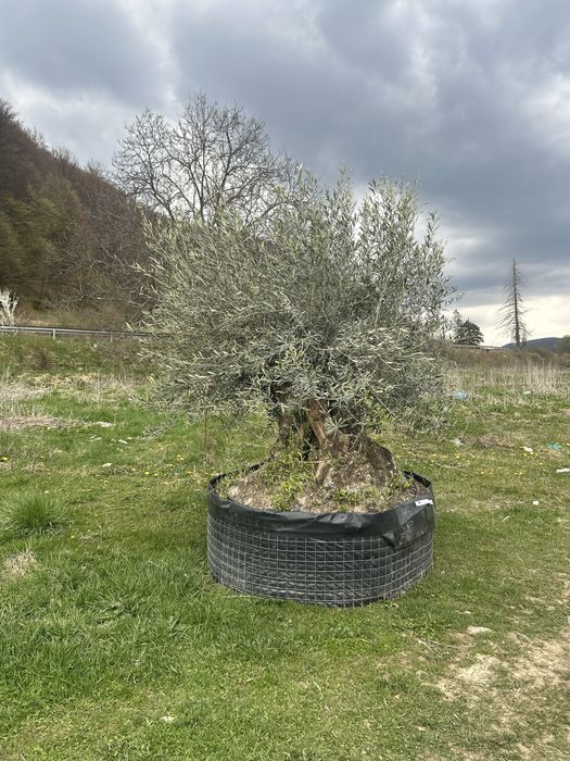 Vand maslini seculari si bonsai