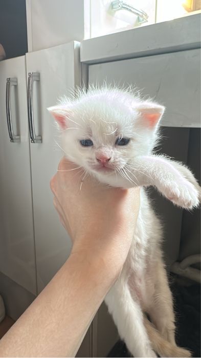 Продаются шотландские котята!