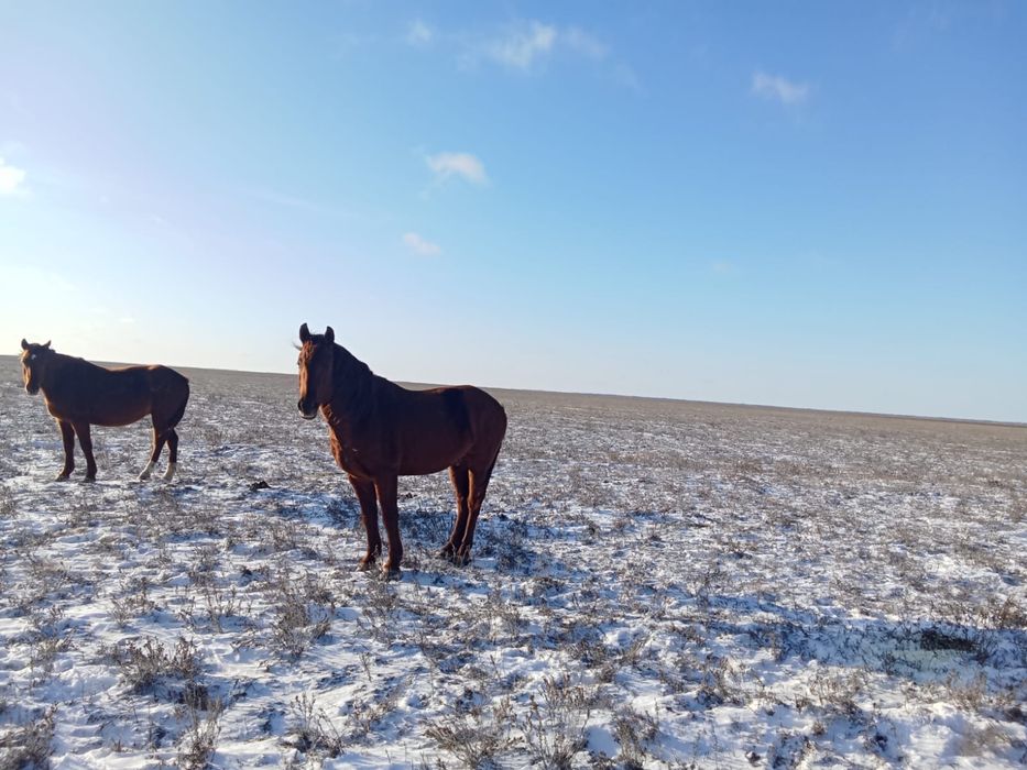 Айғыр сатылады жабы