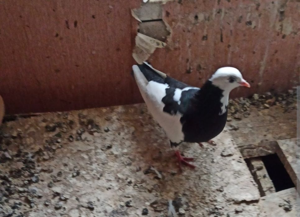 Продаю голубей молодые.