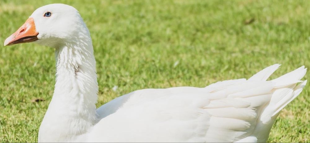 Vand boboci gasca , gasca si gascan