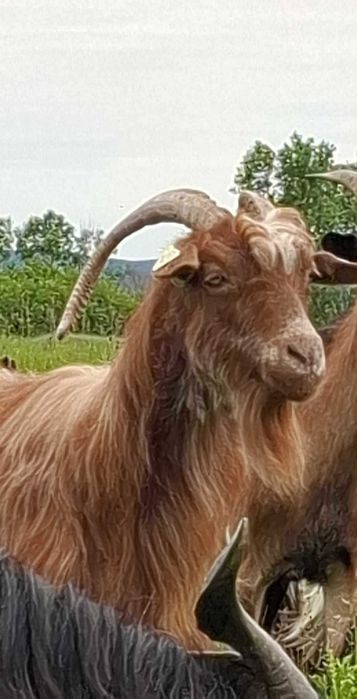 Capre și iezi - de vânzare