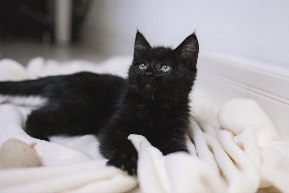 Котенок в добрые руки
