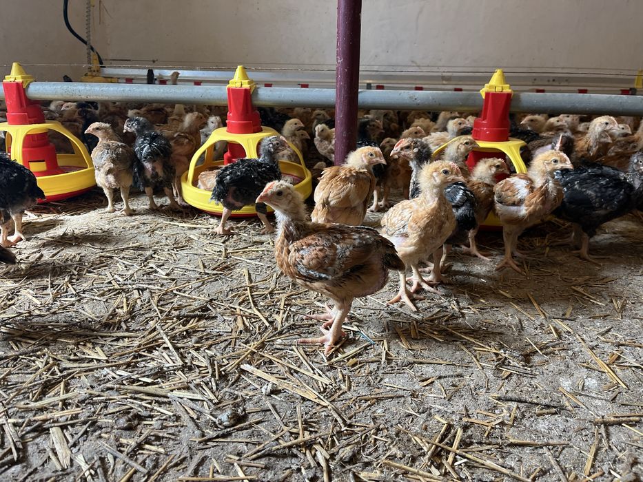 Pui zburati 3 saptamani