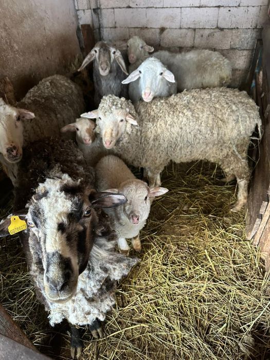 Продам баранов , кошкаров