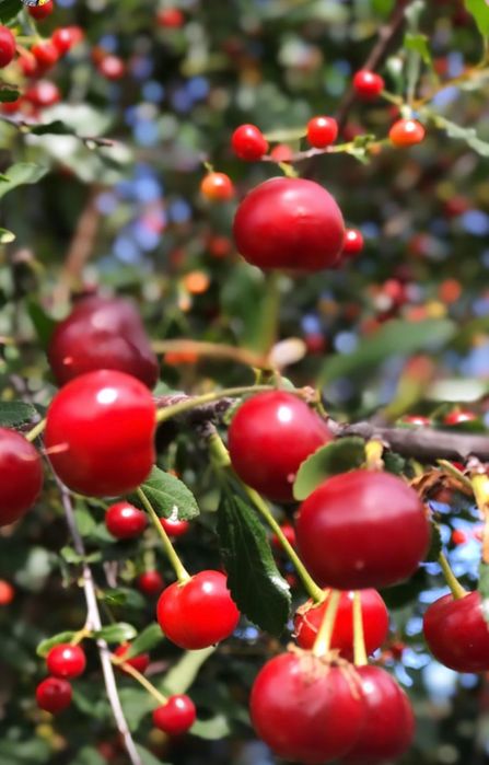 Продам дом в с. Тепличное