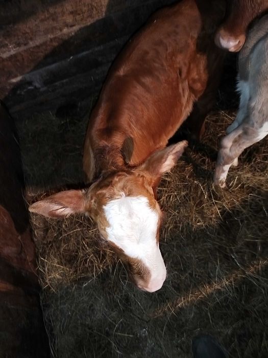 Продам телку 1,5 месяца