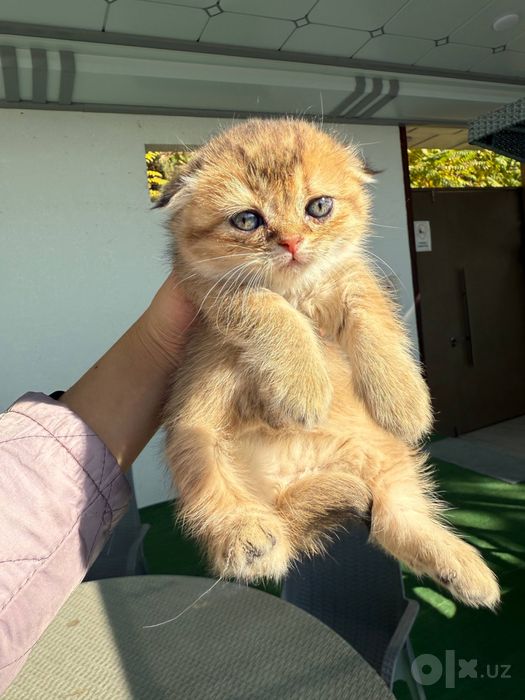 Скоттиш-фолд и скоттиш-страйт