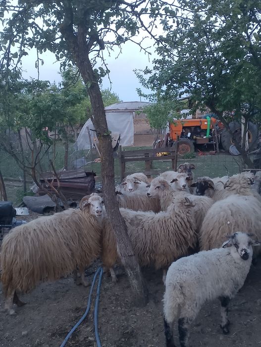 Vând oi cu miei..
