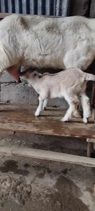 Занен ешкі сатылады