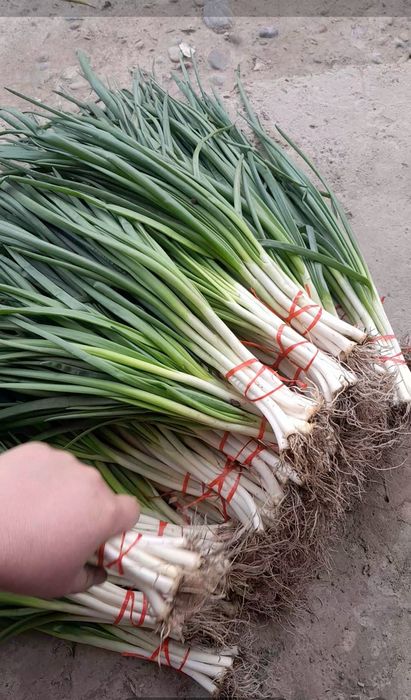 Продам зелёный лук