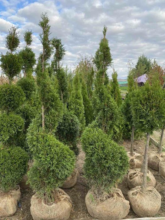 Laur Englezesc / Leylandii / Photinia Red Robin / Prunus Laurocerasus