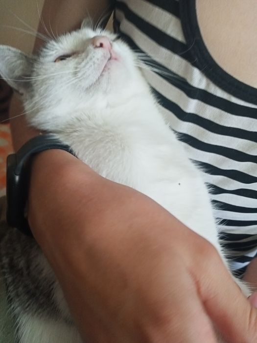Кошка и кот отдам даром