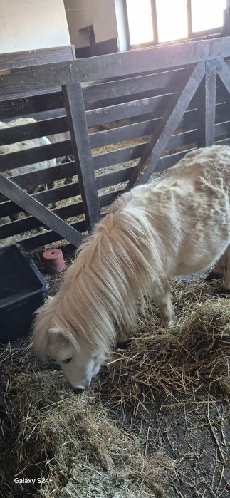 Iapă gestantă felabella