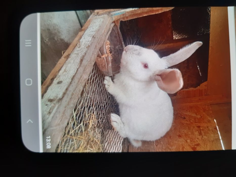 Продам рабочих молодых кролов