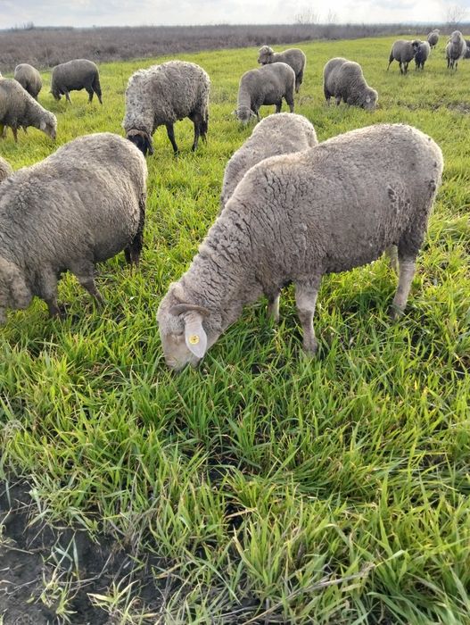 Oii tinere și gestionarea