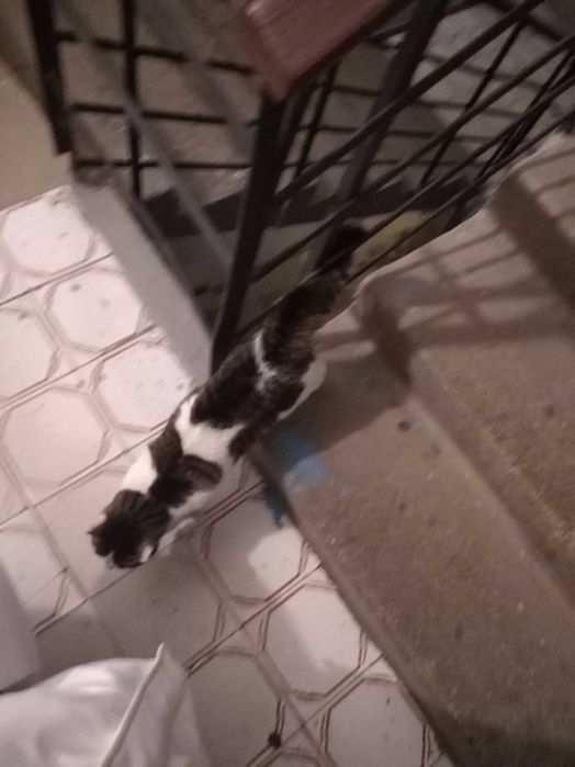 Отдам в добрые руки