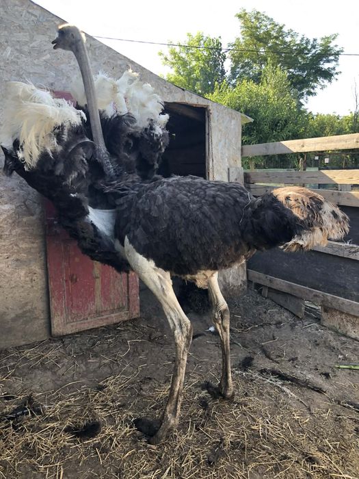 Struti Africani