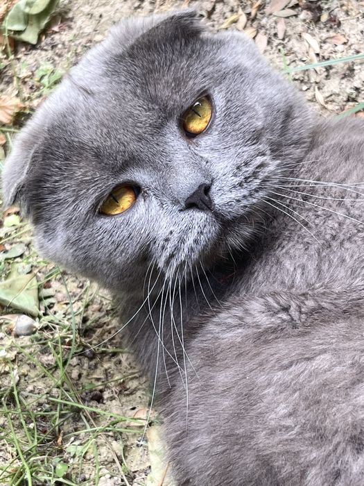 Scottish Fold mu: 180 у.е. - Mushuklar Toshkent на Olx