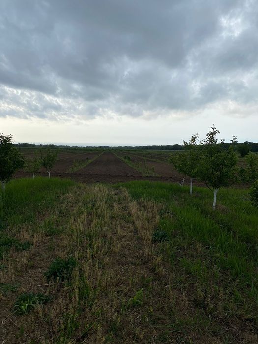 Продам яблоневый сад