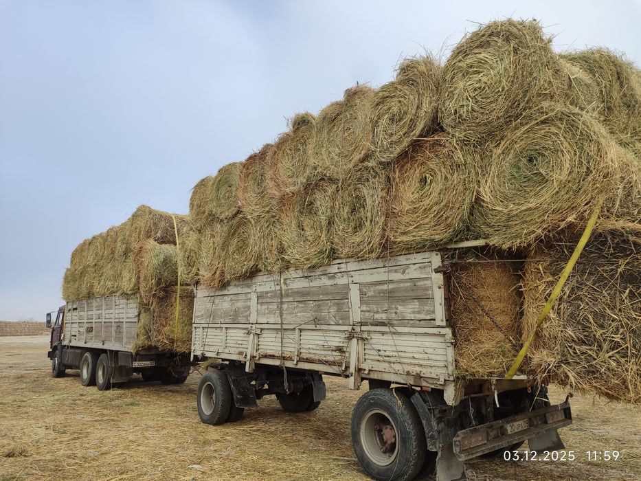 Сено жоңышқа сабан қамыс