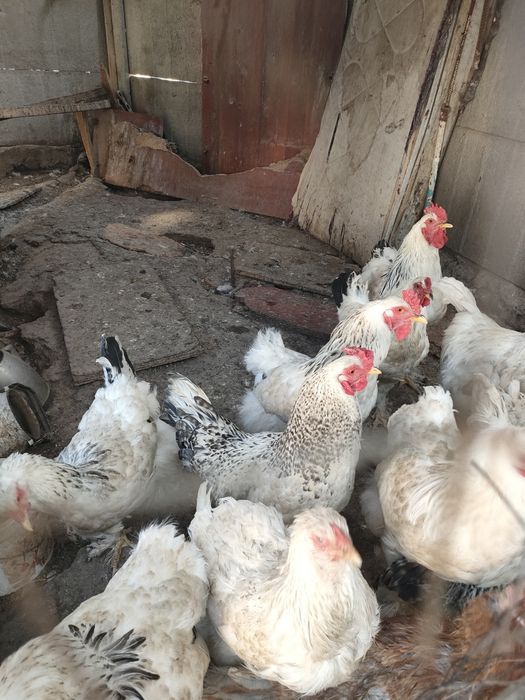 продам бойцовых петухи
