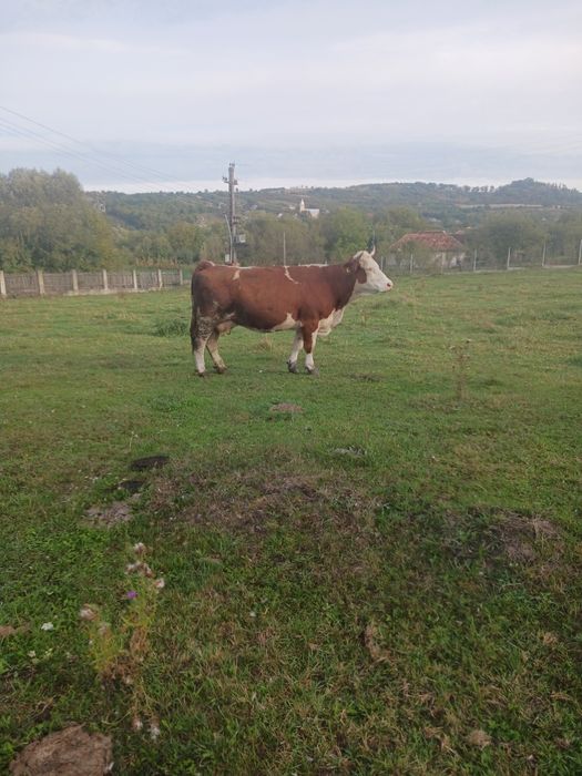 Vaca și vițea vaca îi fătat din 31 iulie și îi montată cu limuzin