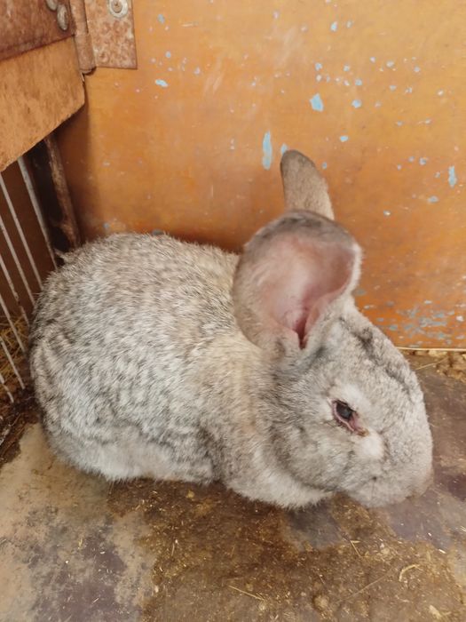 Пародистые кролики