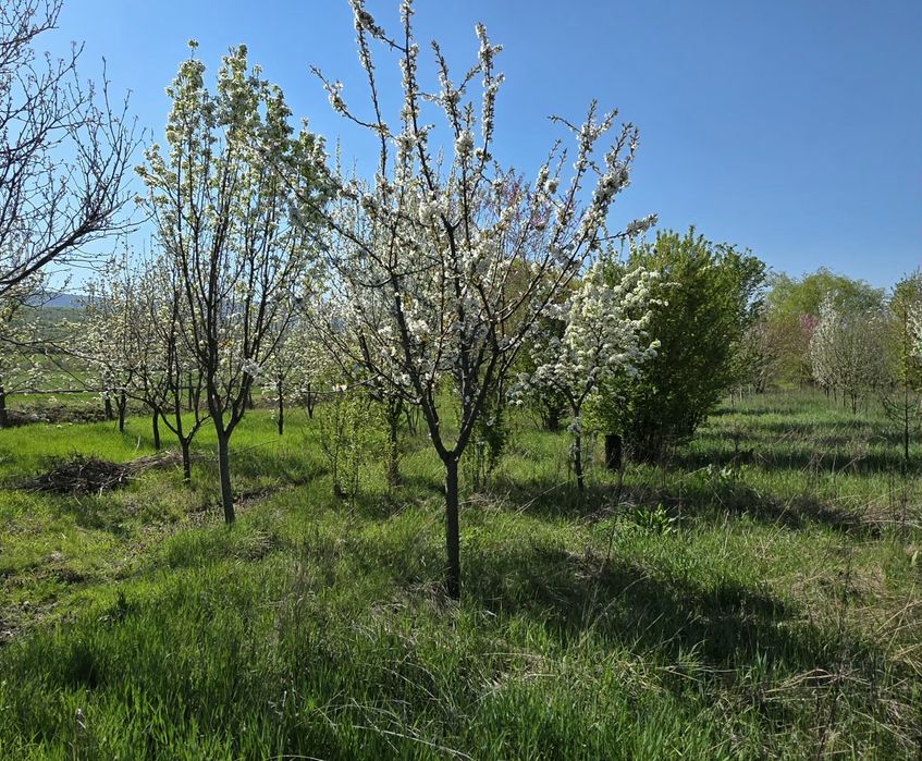 Teren intravilan Mâsca Arad asfalt Drumul Județean 709 l 3000 mp